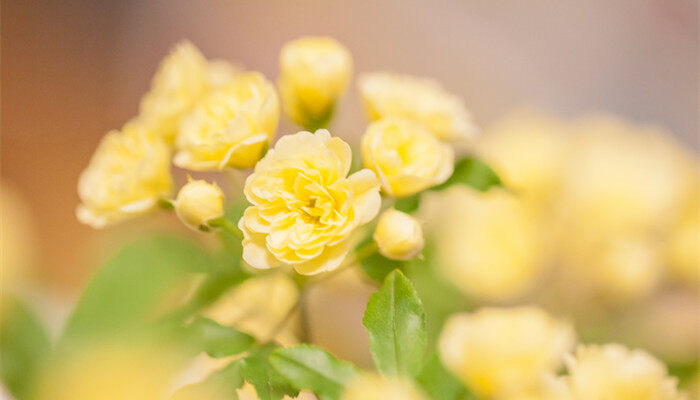 木香花 (1).jpg 木香花 (1).jpg