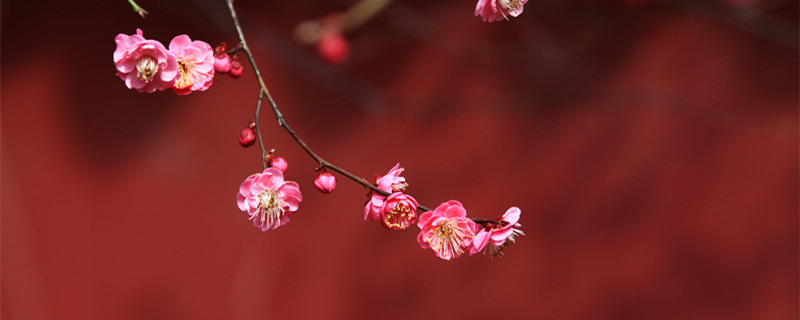 梅花、 (2).jpg 梅花、 (2).jpg