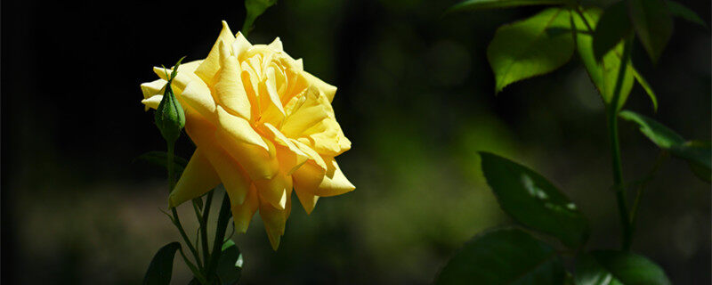 玫瑰 (2).jpg 玫瑰 (2).jpg