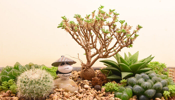 摄图网_500574350_banner_多肉植物（企业商用）_副本.jpg