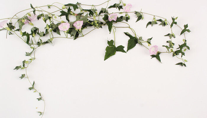 摄图网_500083762_banner_幸福的牵牛花(企业商用)_副本.jpg 摄图网_500083762_banner_幸福的牵牛花(企业商用)_副本.jpg