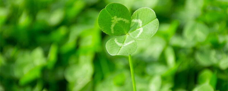 三叶草1.jpg 三叶草1.jpg