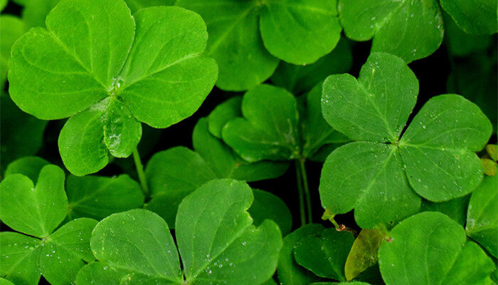 三叶草3.jpg 三叶草3.jpg