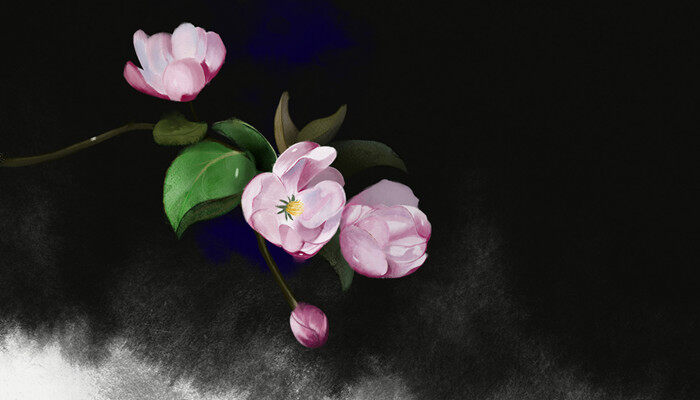 海棠4.jpg 海棠4.jpg