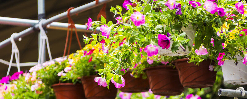 摄图网_501219950_banner_牵牛花吊篮背景(企业商用)_2.jpg 摄图网_501219950_banner_牵牛花吊篮背景(企业商用)_2.jpg