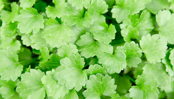 三叶草4.jpg 三叶草4.jpg