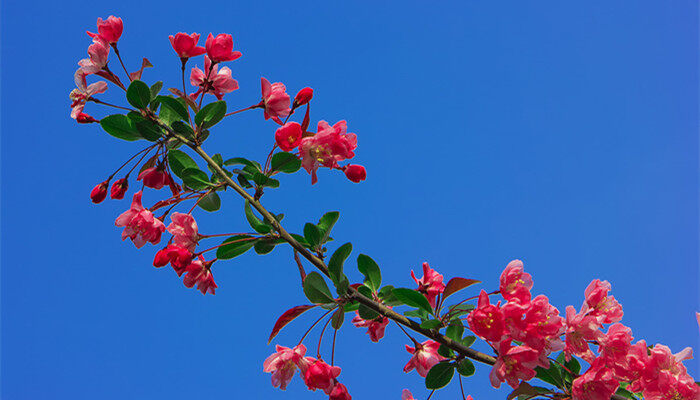 摄图网_500838984_banner_春暖花开（企业商用）_副本.jpg