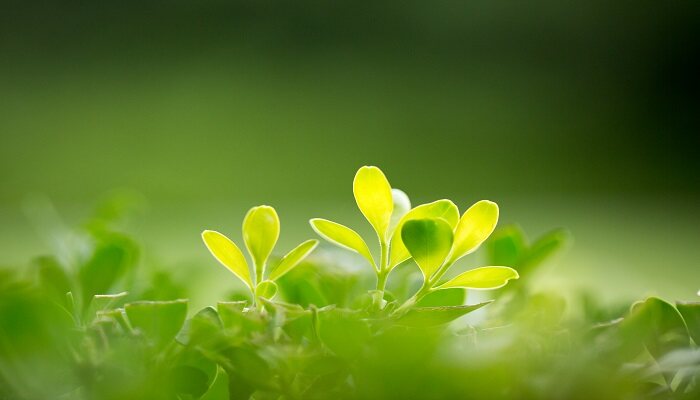 绿色植物 (2).jpg
