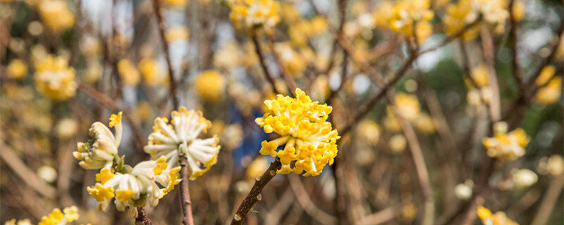 摄图网_501204280_banner_盛开的结香花（企业商用）_副本.jpg
