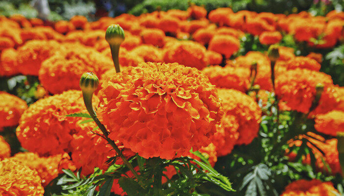 摄图网_501199560_banner_花圃中盛开的万寿菊(企业商用)_副本.jpg 摄图网_501199560_banner_花圃中盛开的万寿菊(企业商用)_副本.jpg