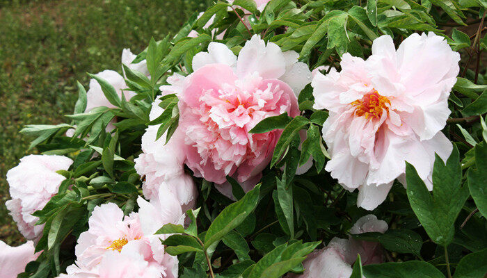 月季 (8).jpg 月季 (8).jpg