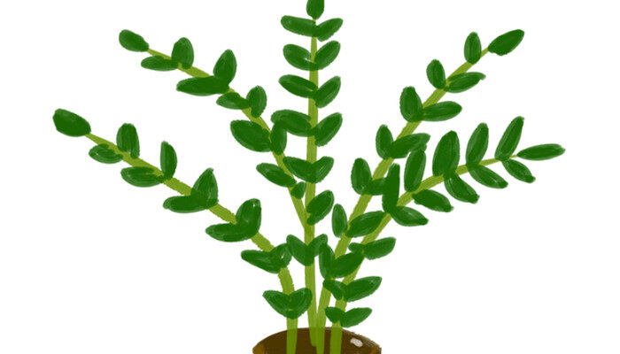 摄图网_401083705_植物盆栽(企业商用)_副本.jpg 摄图网_401083705_植物盆栽(企业商用)_副本.jpg