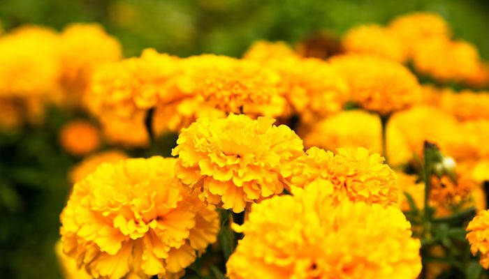 金盏花万寿菊花盛开(企业商用)_副本.jpg 金盏花万寿菊花盛开(企业商用)_副本.jpg