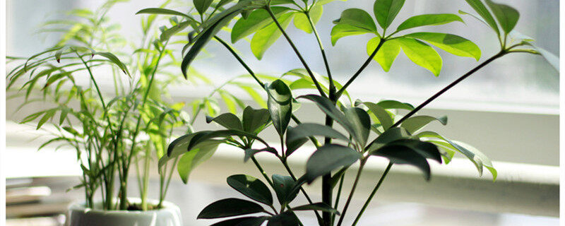 摇钱树2_副本.jpg 摇钱树2_副本.jpg