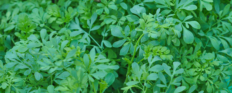 芸香(企业商用)_副本.jpg 芸香(企业商用)_副本.jpg