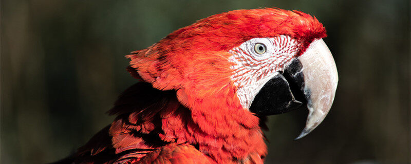 大鹦鹉1.jpg 大鹦鹉1.jpg