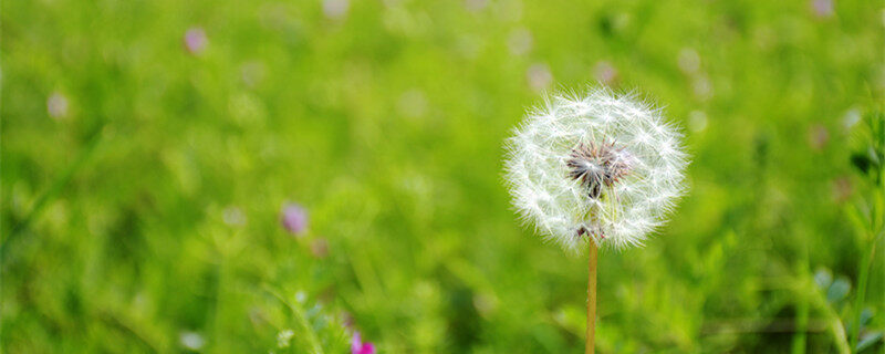 摄图网_500864966_banner_蒲公英(企业商用)0_副本.jpg 摄图网_500864966_banner_蒲公英(企业商用)0_副本.jpg