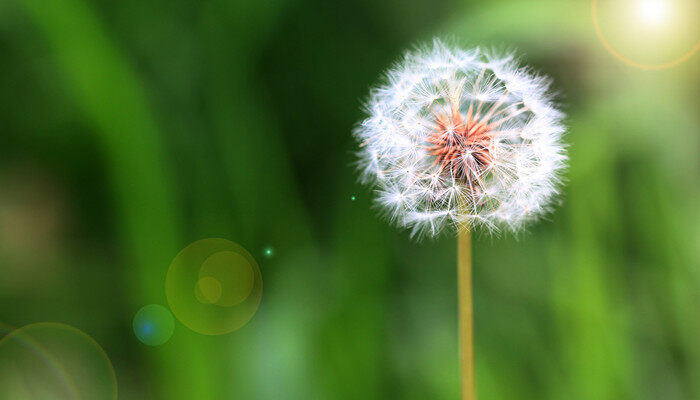 摄图网_500640120_banner_蒲公英(企业商用)_副本.jpg 摄图网_500640120_banner_蒲公英(企业商用)_副本.jpg