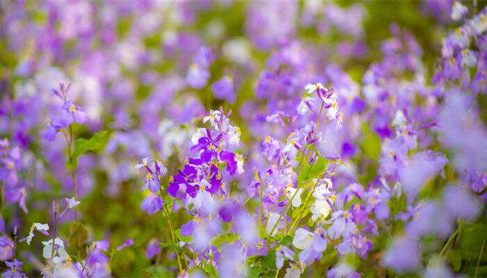 紫色花、 (4).jpg