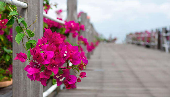 三角梅43.jpg 三角梅43.jpg