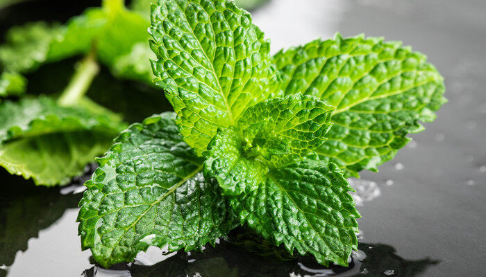 摄图网_501281804_banner_薄荷叶静物棚拍（企业商用）_副本.jpg