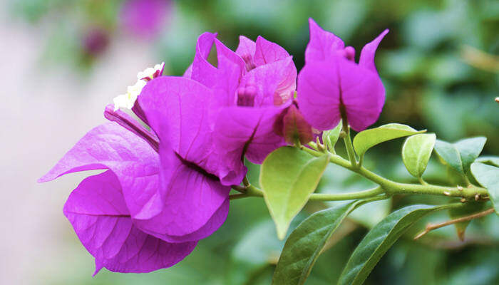 三角梅 三叶梅(企业商用)_副本.jpg 三角梅 三叶梅(企业商用)_副本.jpg