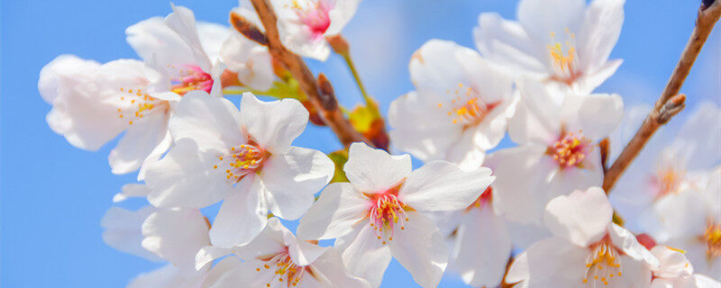 樱花 (3).jpg 樱花 (3).jpg