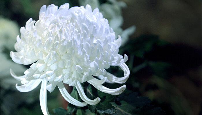 白菊花4.jpg 白菊花4.jpg