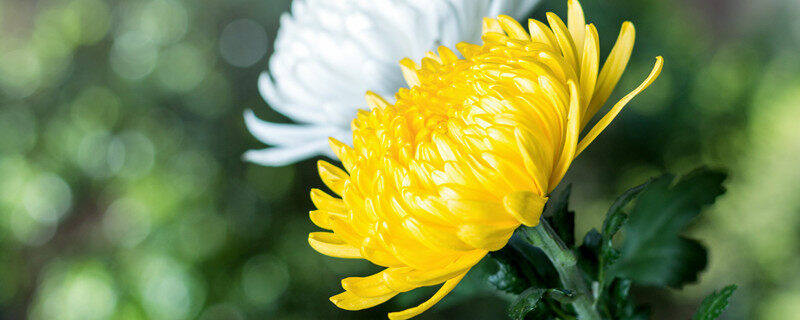 菊花1.jpg 菊花1.jpg