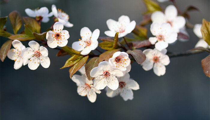 樱花 (1).jpg 樱花 (1).jpg