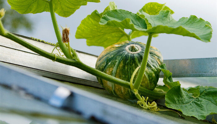 南瓜 (1).jpg 南瓜 (1).jpg