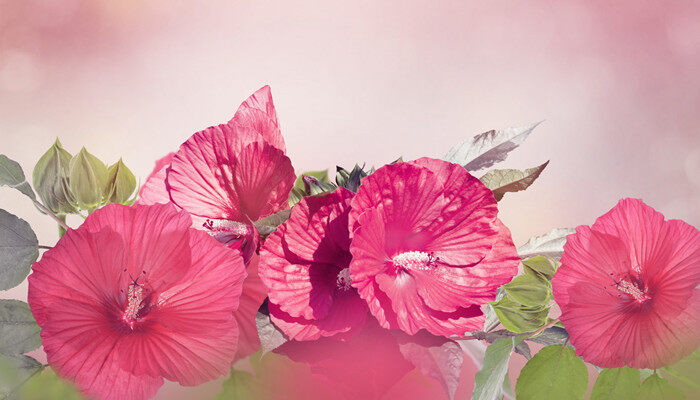 木芙蓉3.jpg 木芙蓉3.jpg