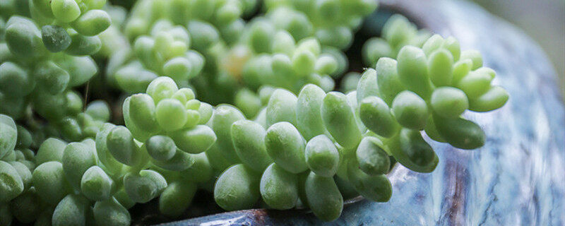 摄图网_500441180_banner_多肉(企业商用)2_副本.jpg 摄图网_500441180_banner_多肉(企业商用)2_副本.jpg