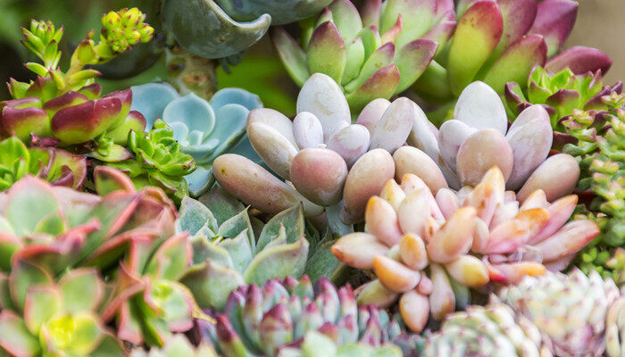 摄图网_501219970_banner_多肉植物背景(企业商用)_副本.jpg 摄图网_501219970_banner_多肉植物背景(企业商用)_副本.jpg