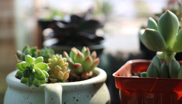 摄图网_500551895_banner_多肉植物(企业商用)0_副本.jpg 摄图网_500551895_banner_多肉植物(企业商用)0_副本.jpg