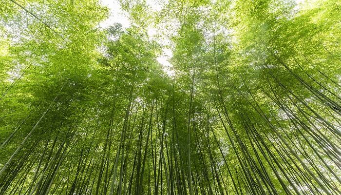 竹林 (1).jpg