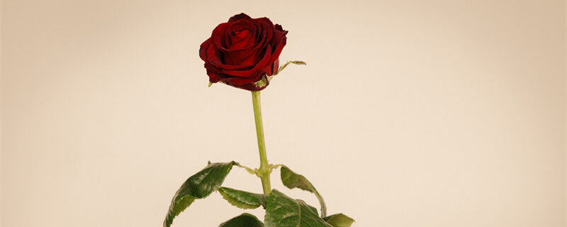 摄图网_304633204_黑礼服情侣与她的玫瑰花（企业商用0）_副本.jpg