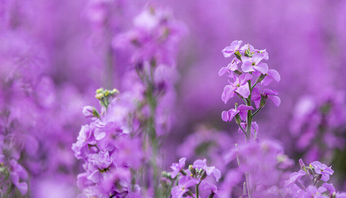 摄图网_501721144_banner_春天紫罗兰花开(企业商用)_副本.jpg 摄图网_501721144_banner_春天紫罗兰花开(企业商用)_副本.jpg