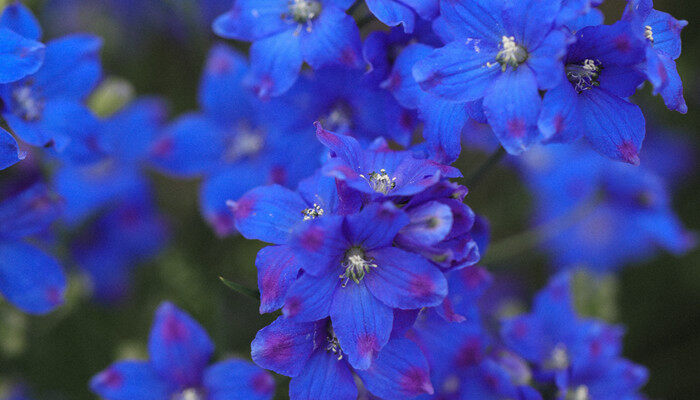 摄图网_501284782_美女樱(企业商用)_副本.jpg 摄图网_501284782_美女樱(企业商用)_副本.jpg