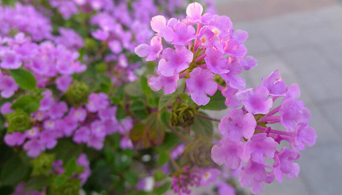 摄图网_500850693_banner_厦门路边的蔓马缨丹花(企业商用)_副本.jpg 摄图网_500850693_banner_厦门路边的蔓马缨丹花(企业商用)_副本.jpg