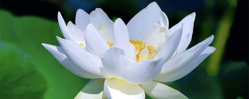 白莲花1.jpg 白莲花1.jpg