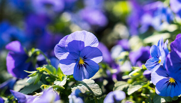 摄图网_501553617_banner_春季开花的紫罗兰(企业商用)_副本.jpg 摄图网_501553617_banner_春季开花的紫罗兰(企业商用)_副本.jpg