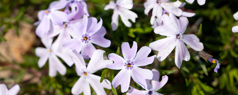 针叶天蓝绣球,芝樱.jpg 针叶天蓝绣球,芝樱.jpg