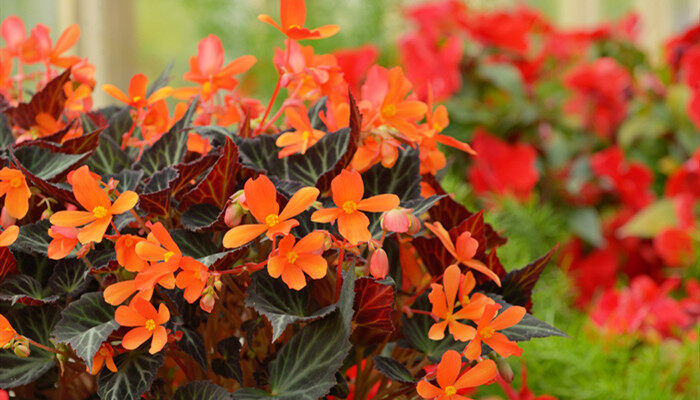 摄图网_300143144_banner_夏园里的海棠花(企业商用)_副本.jpg 摄图网_300143144_banner_夏园里的海棠花(企业商用)_副本.jpg