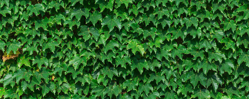 爬山虎22_副本.jpg 爬山虎22_副本.jpg