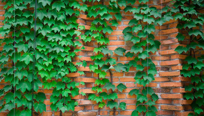 摄图网_501285777_banner_爬山虎外墙(企业商用)_副本.jpg 摄图网_501285777_banner_爬山虎外墙(企业商用)_副本.jpg