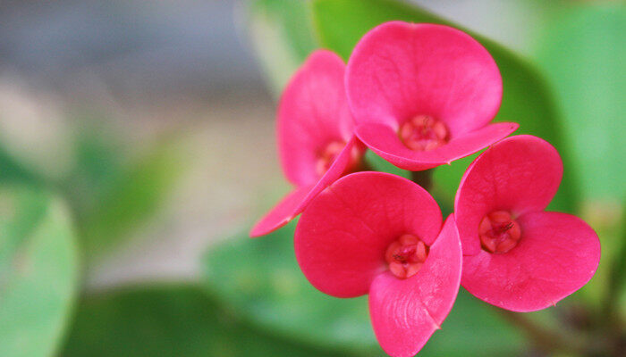 摄图网_500824523_banner_铁海棠花(企业商用)_副本.jpg 摄图网_500824523_banner_铁海棠花(企业商用)_副本.jpg