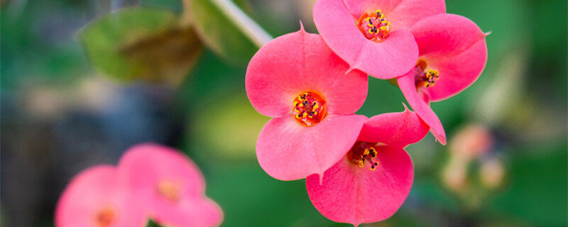 摄图网_501702314_banner_铁海棠(企业商用)1.jpg 摄图网_501702314_banner_铁海棠(企业商用)1.jpg