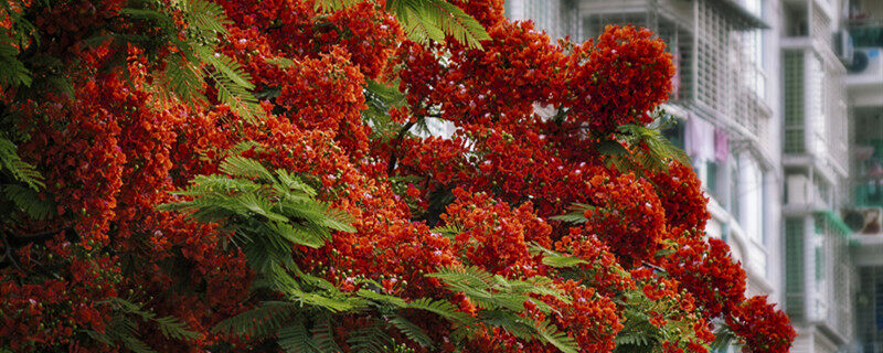 摄图网_500949517_banner_厦门凤凰木凤凰花开（企业商用）_副本.jpg