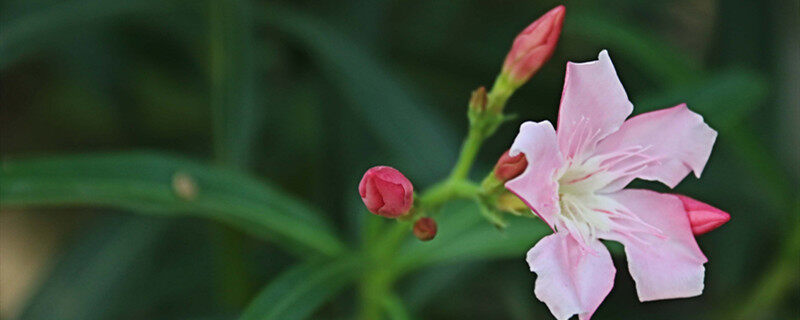 摄图网_500411707_banner_夹竹桃 粉花（企业商用）_副本.jpg